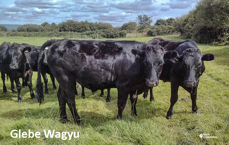 Wagyu on Glebe Wagyu at Derry in Northern Ireland